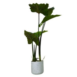 REFERENCIA: SL-SLACH -07