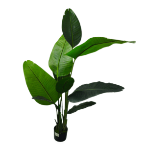 Plantas Grandes REF H610C-160G