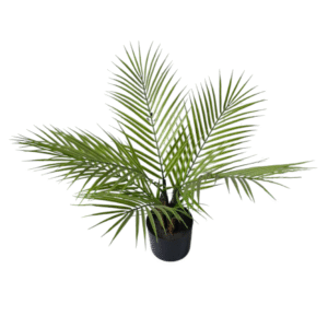 Plantas Grandes REF XY-SWK-60A