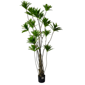 Plantas Grandes REF TL-0756
