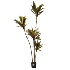 Plantas Grandes REF HF-8043