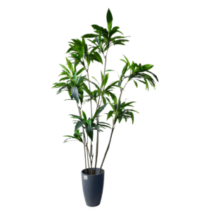 Plantas Grandes REF TL-1063