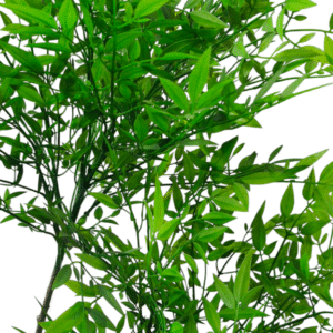 Plantas Grandes REF TL-0752