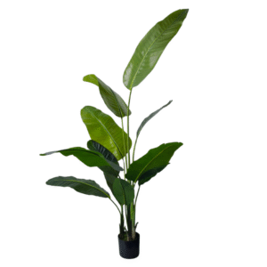 Plantas Grandes REF H610C-180G