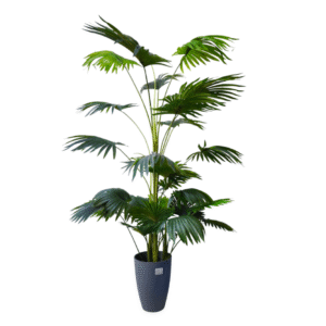 Plantas Grandes REF TL-0969