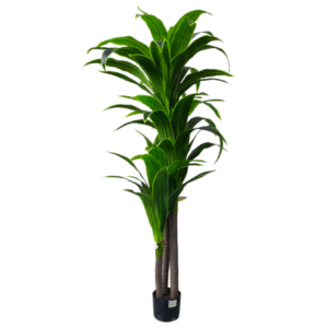 Plantas Grandes REF TL-0659
