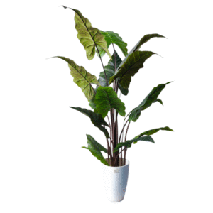 Plantas Grandes REF FL 7102