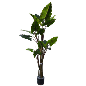 Plantas Grandes REF TL-6493