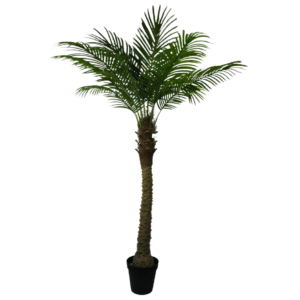 Plantas Grandes REF F10604292