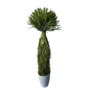 Plantas Grandes REF XF20221
