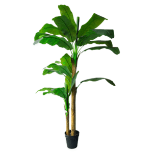 Plantas Grandes REF Y8 328-24