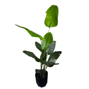 Plantas Grandes REF H610C-220G