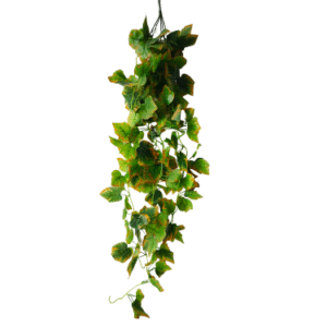 Plantas Colgantes REF 304668-1