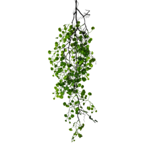 Plantas Colgantes REF 8065