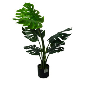 Plantas Grandes REF 1137