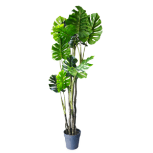 Plantas Grandes REF TL 0469