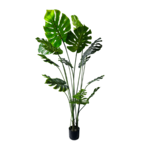 Plantas Grandes REF TL-0719-180