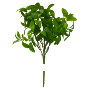 Planta Pequeña REF SLOO6-4