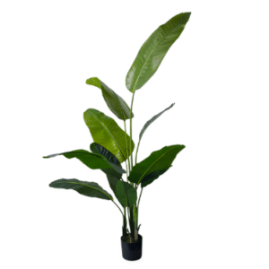 Plantas Grandes REF H610C-1806