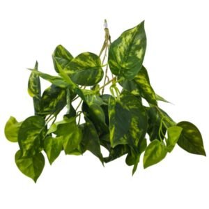 Planta Pequeña REF LMD7011-1