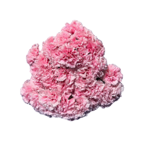CLAVEL ROSA 8423 UNIDAD
