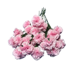 CLAVEL ROSA 8535 UNIDAD