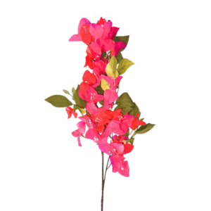 200019 veranera variedad color 6