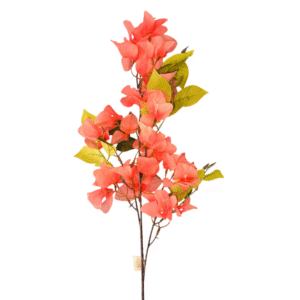 200019 veranera variedad color 5