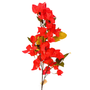 200019 veranera variedad color 1