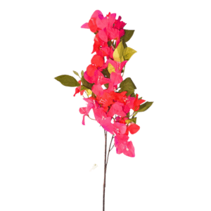 200019 veranera variedad color 4