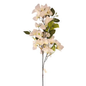 200019 veranera variedad color 3