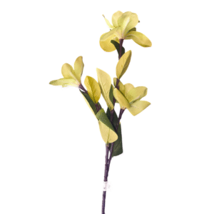 200019 veranera variedad color 2