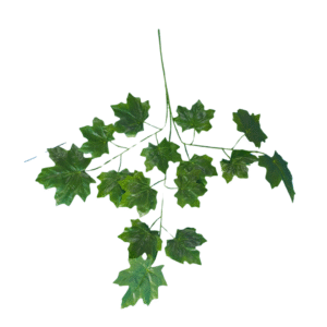 FOLLAJE MAPLE 1