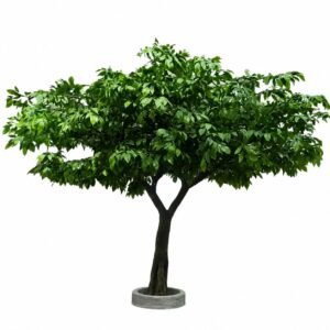 Arbol3